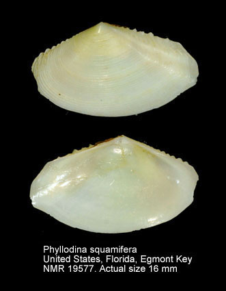 Phyllodina squamifera.jpg - Phyllodina squamifera(Deshayes,1855)